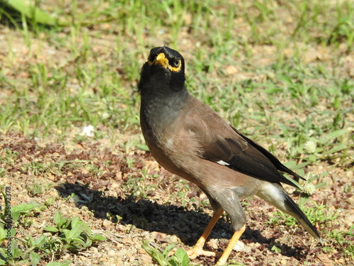 Hirtenmaina in Thailand