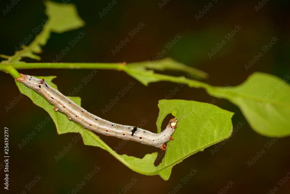 Fototapeta premium Image of Worms (caterpillars) on green leaf. Insect. Animal.