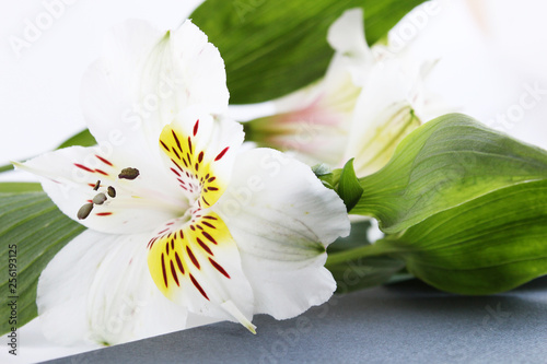 delicate whitewedding bouquet of flowers background photo