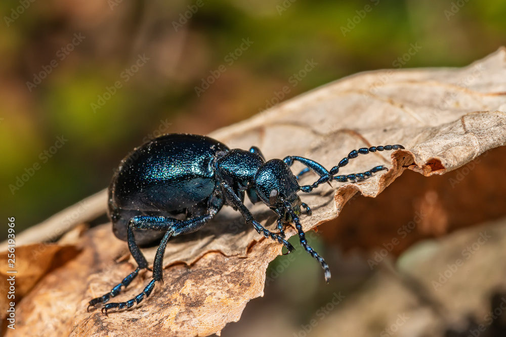 Black oil beetle, Meloe proscarabaeus, quite a purple one.