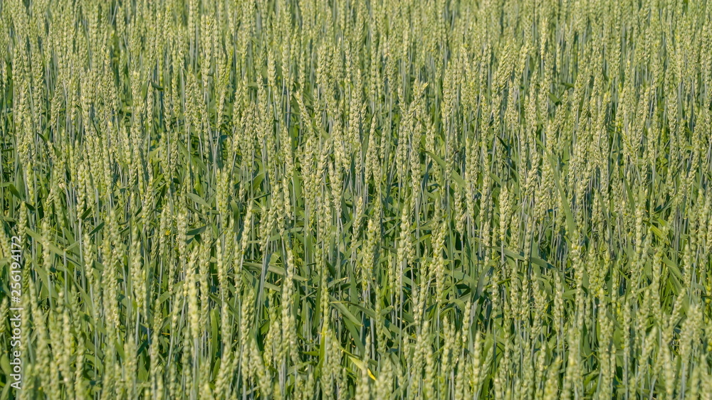 10170_The_big_wheat_field_on_the_a_fine_day.jpg 10170_The_big_wheat_field_on_the_a_fine_day.jpg