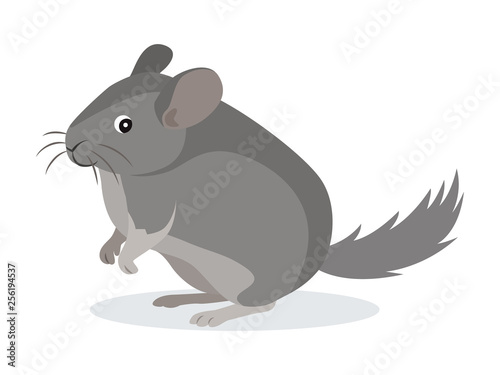 Cute gray chinchilla icon, fluffy pet, domestic animal, rodent, vector illustration