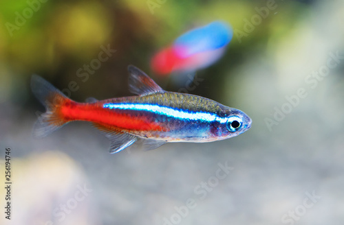 Neon tetra in freshwater aquarium. Paracheirodon innesi.