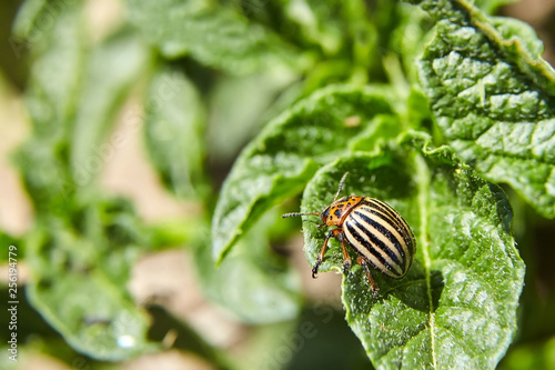 Colorado beetle eating young green potato leaves. Invasion of pests on farmland