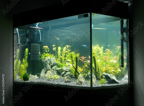 Photography Beautiful planted tropical freshwater aquarium with fishes