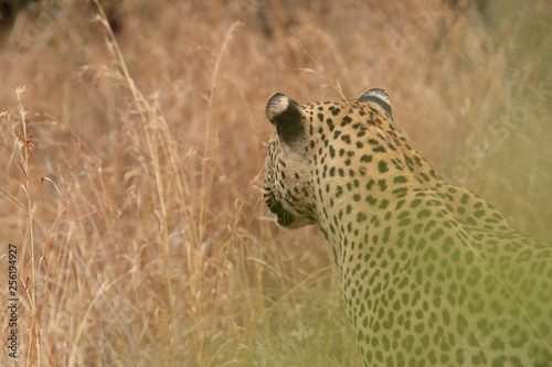 Leopard stalking it s prey