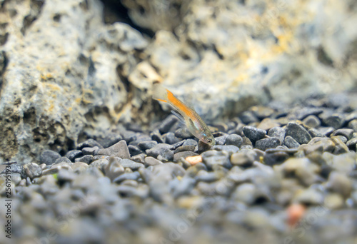 Guppy endler in freshwater aquarium. Poecilia reticulata. photo