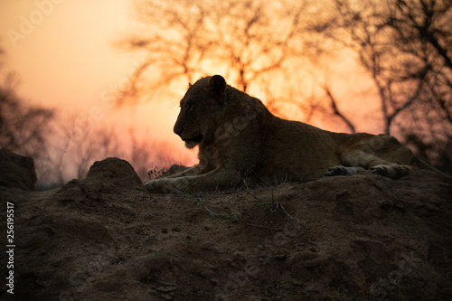 Fototapeta Naklejka Na Ścianę i Meble -  Male Lion sitting during Sunset