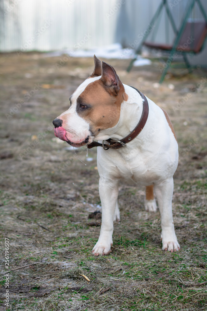 Dog training. American Staffordshire terrier. Beautiful dogs 