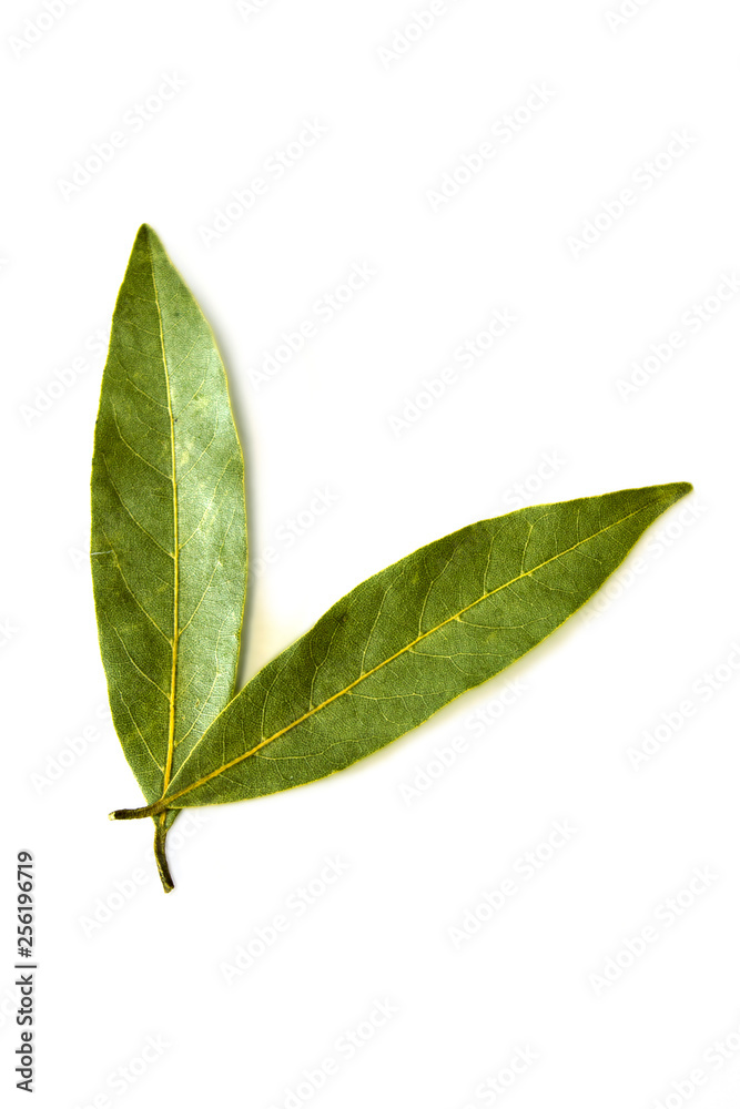 Dried bay leaves isolated on white background Dried bay leaves isolated on white background