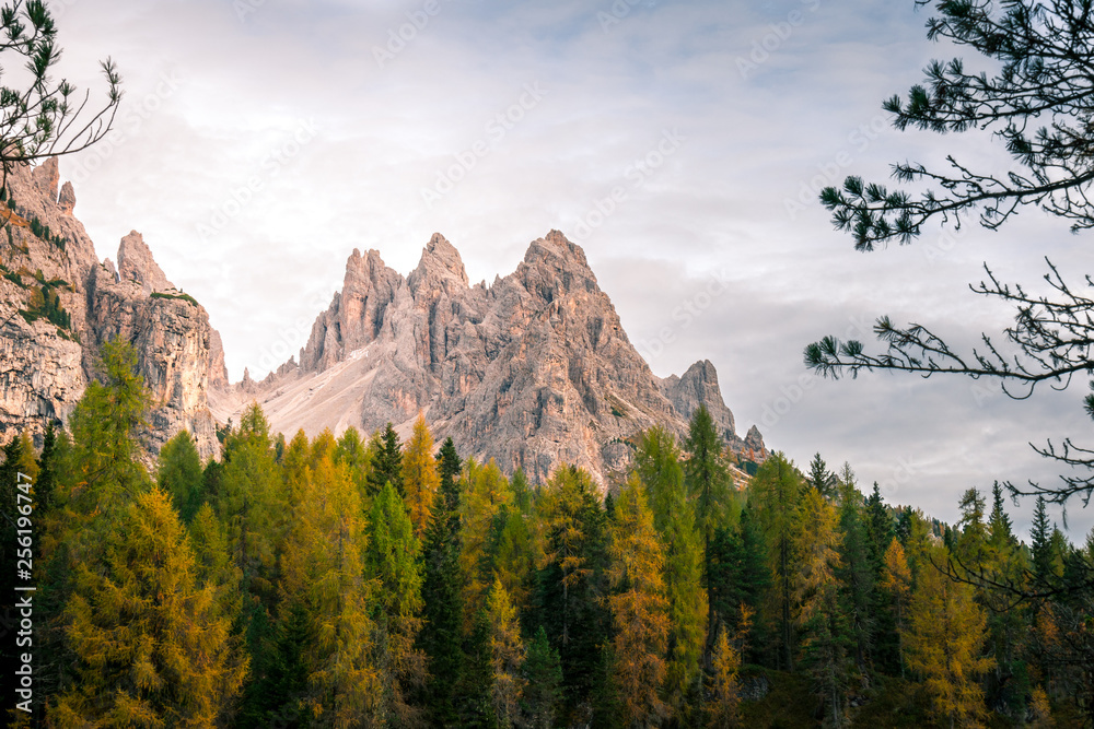 rocky mountains beyond a pine forest. Dolomites, South Tyrol