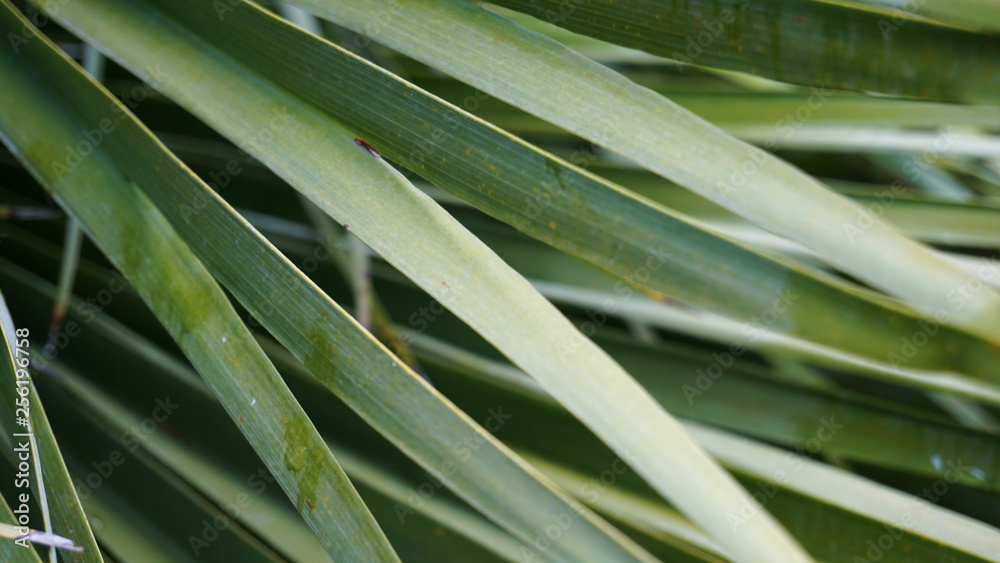 Obraz premium Green leaves