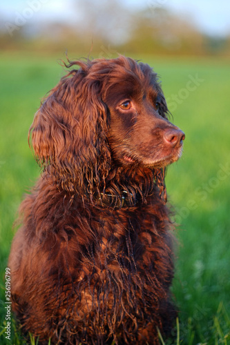 Gun dog in field