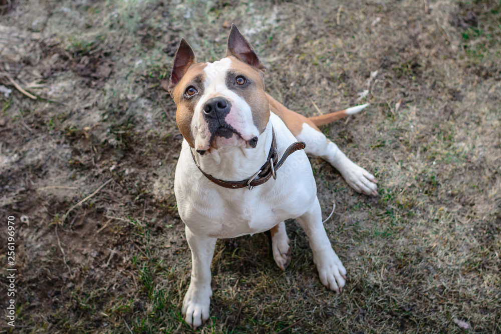 Angry Pitbull American Bully. Strong and beautiful American staffordshire terrier male portrait outside