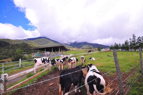 Scenery view cattles at Desa Dairy Farm, Kundasang Sabah during beautiful foggy morning - Image