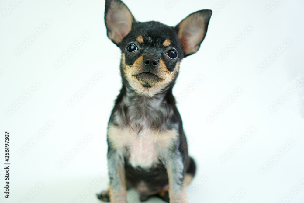 Isolated white background of black Puppy . Baby Chihuahua Isolated white background. Black tan colour of Chihuahua puppy.