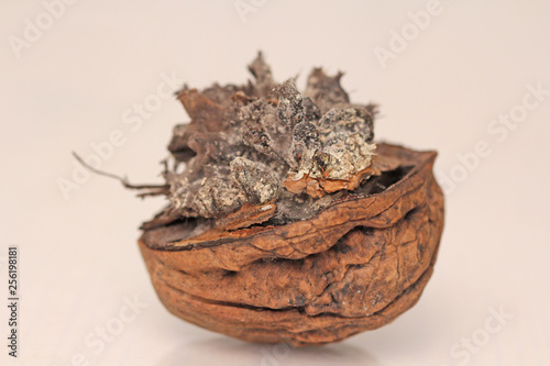 Rotten walnut. Infected walnut halves. Spoiled walnut with mold isolated on white background closeup - Image photo