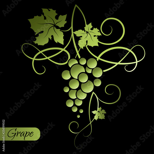 Branch of green grapes on black background. Decorative element from the vine. Vector illustration.