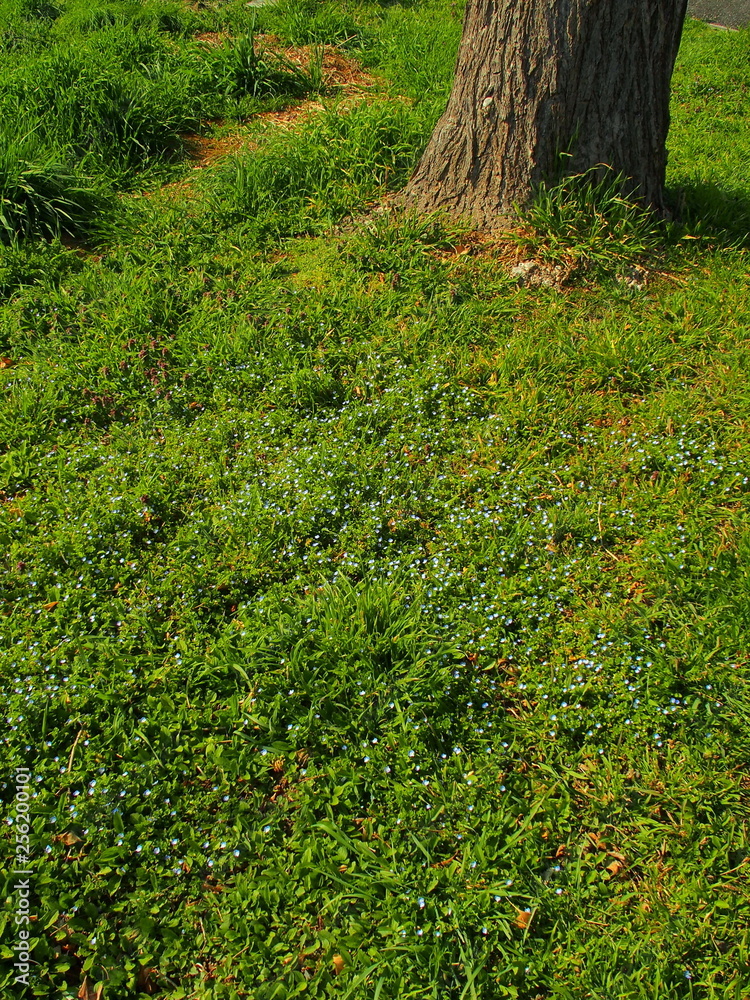 Fototapeta premium イチョウの木とオオイヌノフグリ