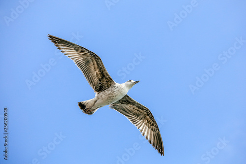 Flying lesser black backed sea gull bird with open wings during flight in front of blue sky with clouds