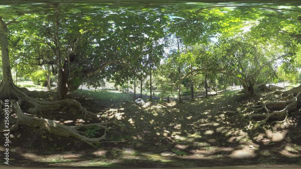 360 VR video. Mauritius green park in bright sunlight. Trees with huge roots on the ground, child climbing them