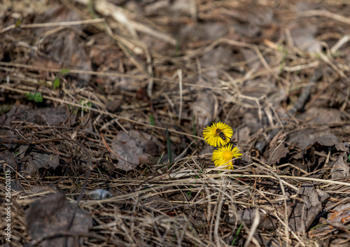 Yellow flowers