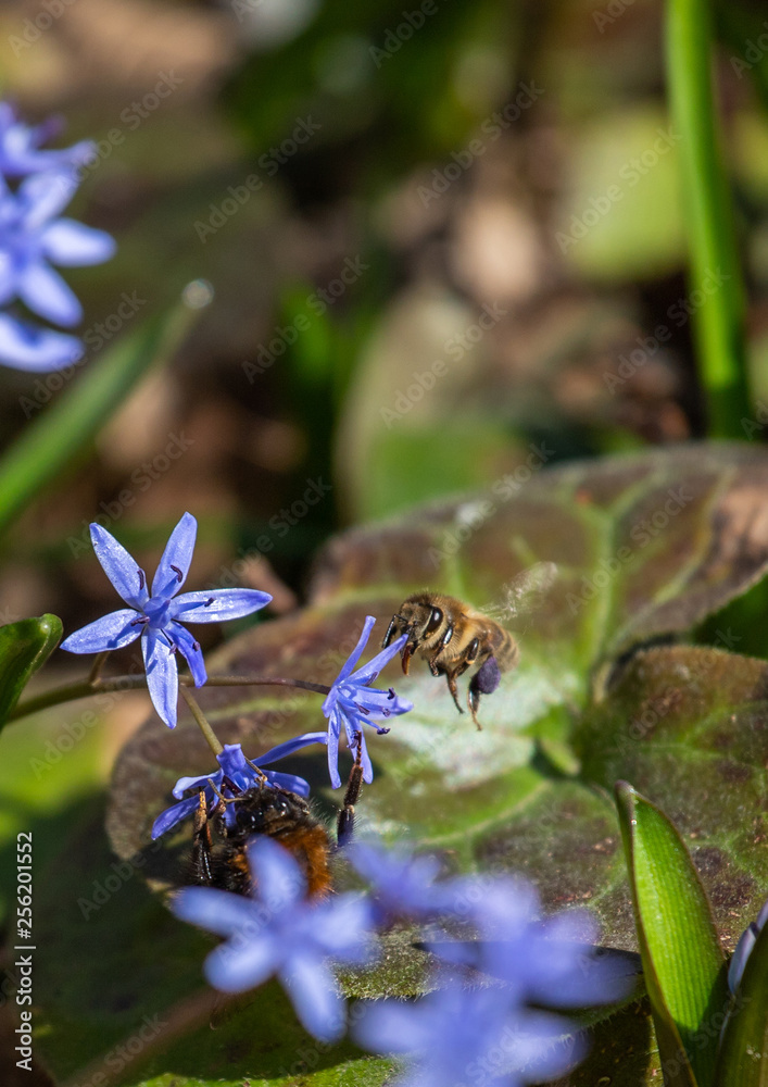 Fototapeta premium Bee on the flower