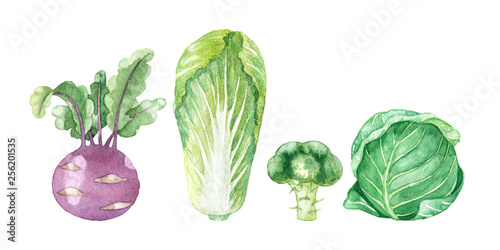 raster watercolor illustration of some sorts of cabbage isolated on white - napa, plain cabbage, cauliflower and broccoli.
