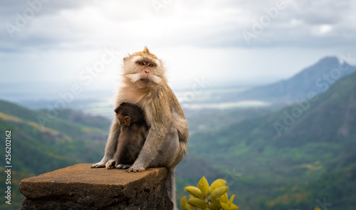 macaque mother monkey with her baby at black river gorge viewpoint against a beautiful panorama, mauritius photo