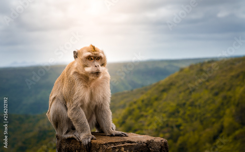 male macaque monkey at black river gorge viewpoint against a beautiful panorama, mauritius © evoks24