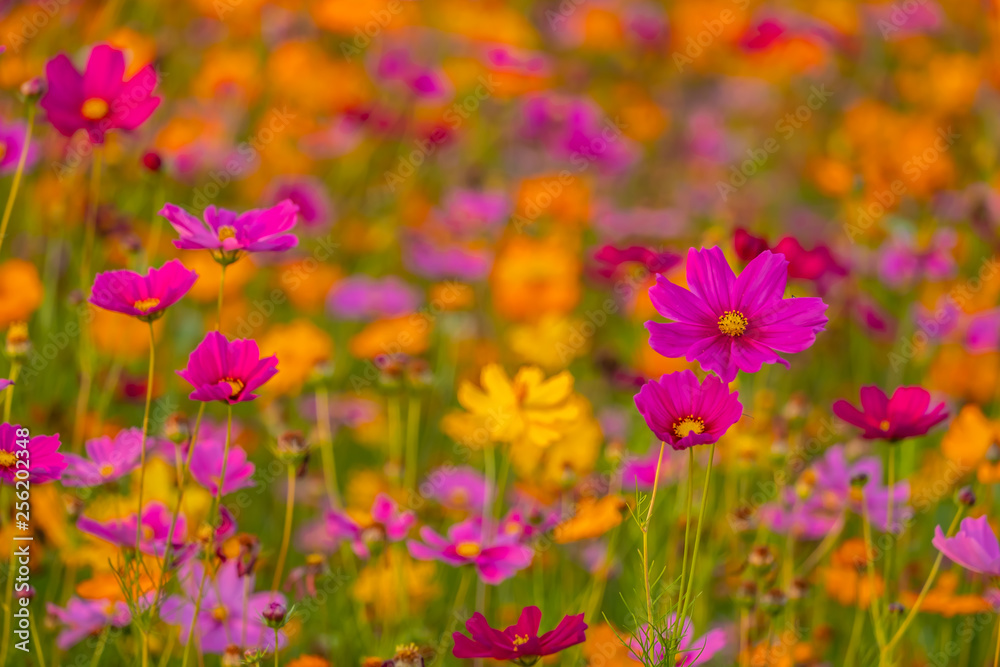 Beautiful pink cosmos flower blooming in the garden. Beautiful pink cosmos flower blooming in the garden.