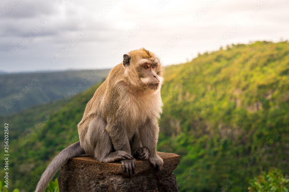 male monkey at black river gorge viewpoint against a beautiful panorama, mauritius
