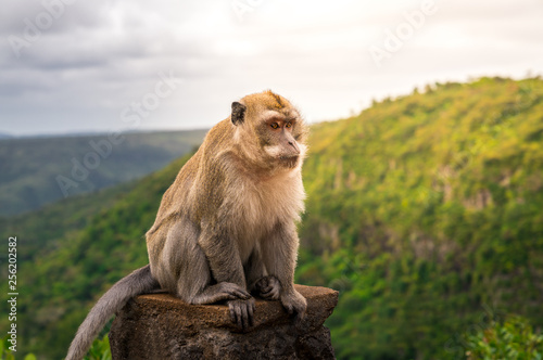 male monkey at black river gorge viewpoint against a beautiful panorama, mauritius © evoks24