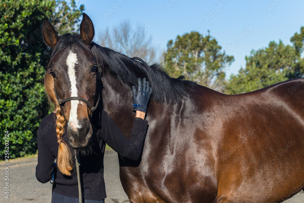 Fototapeta premium Horse Woman Exercise Outdoor Sand Equestrian Arena Closeup Affection.