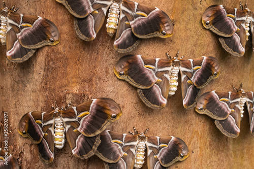 Eri silkmoths (Samia ricini), with open wings, on wooden surface photo