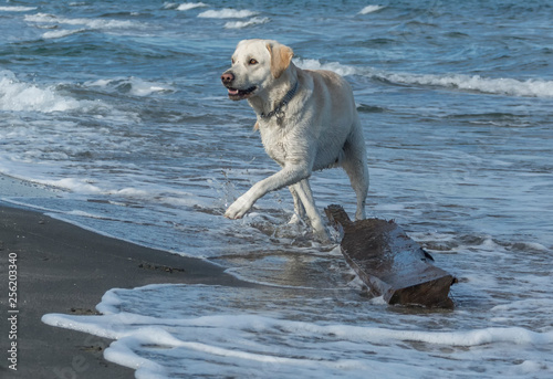 Dog Labrador plays on the beach in the water