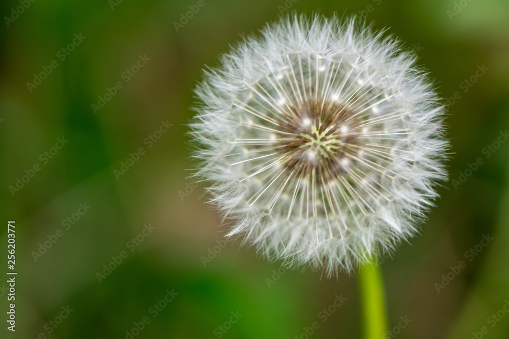 dandelion on green background dandelion on green background