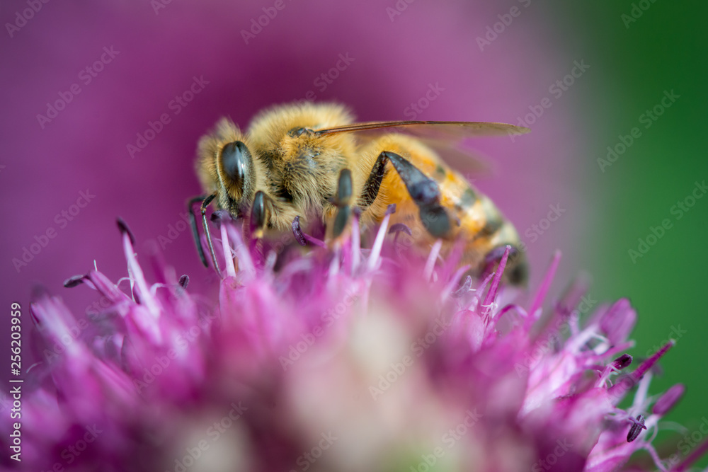Close up bee on a flower. Close up bee on a flower.