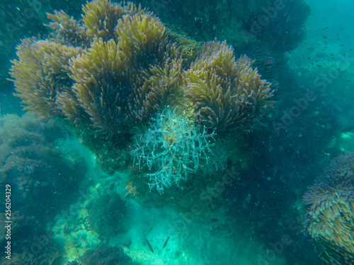 colorful coral reef in tropical