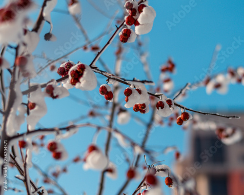 branch with red berries