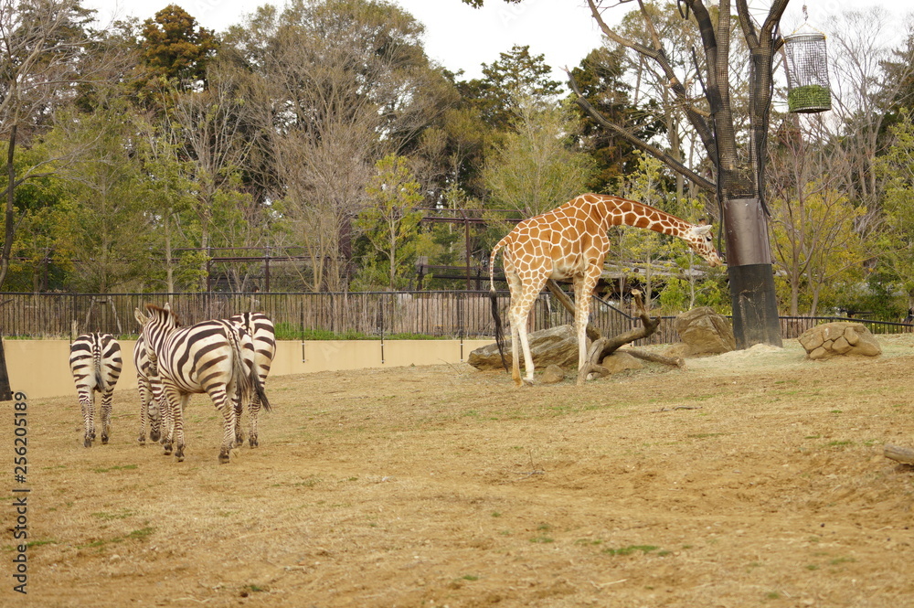 Fototapeta premium 動物園の動物