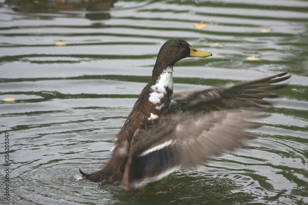 ente