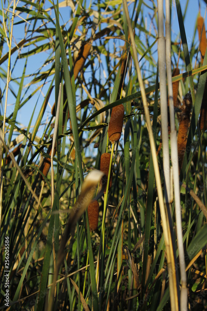 Fototapeta premium reeds in water