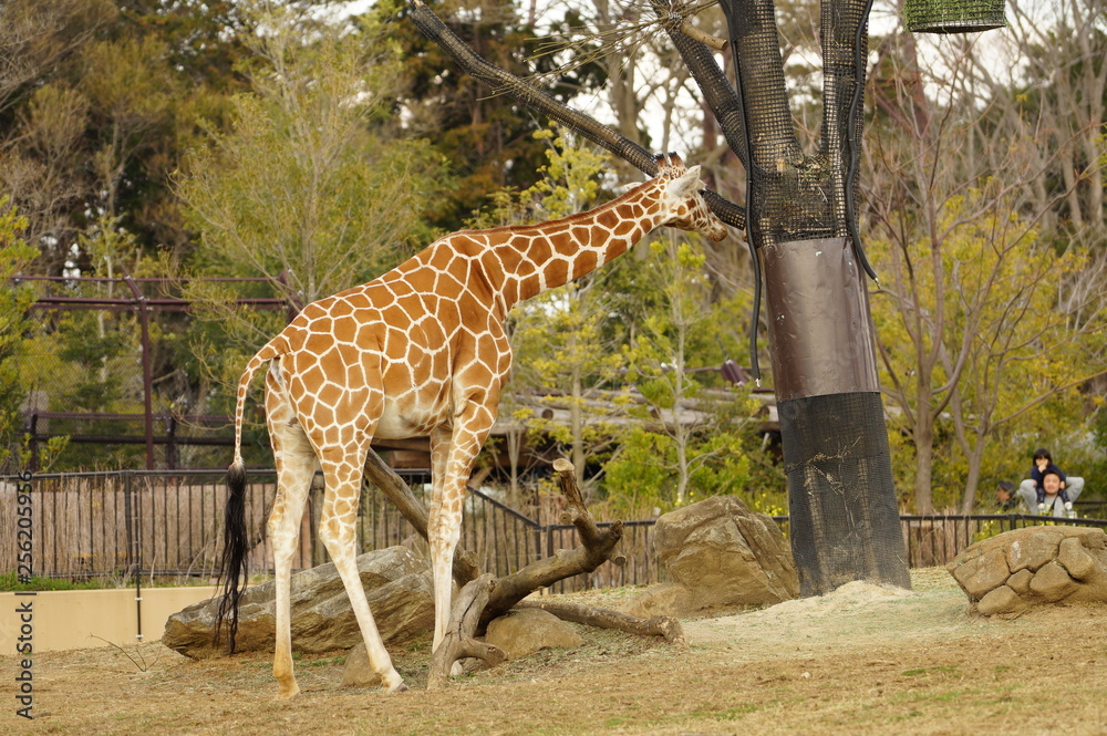 Obraz premium 動物園の動物