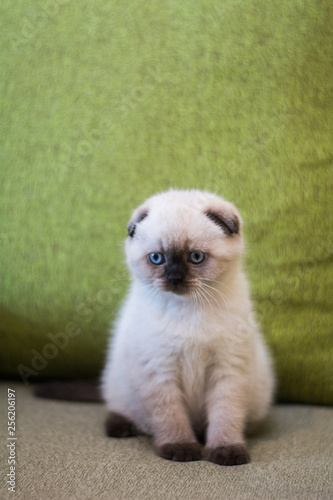 Wallpaper Mural kitten scottish british cat burma munchkin animals Torontodigital.ca