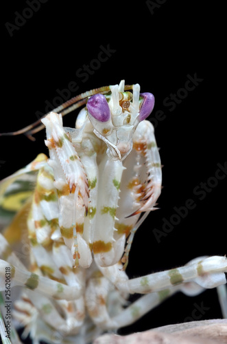 Amazing colorful Pseudocreobotra wahlbergii female. Spiny Flower Mantis show wings on black background photo