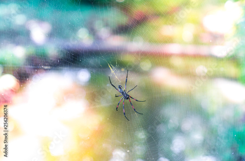 Nephila inaurata, golden web spider sitting in its large web against a vivid colorful forest background
