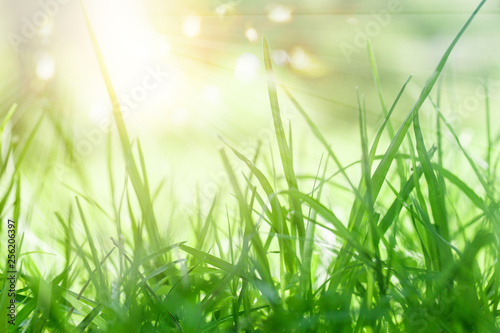 Lush green background with sun light and bokeh sparkle