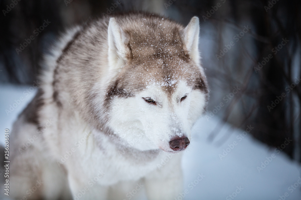 Fototapeta premium Gorgeous and free Siberian Husky dog sitting on the snow path in the winter forest at sunset.