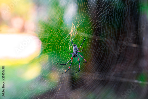 Nephila inaurata, golden web spider sitting in its large web against a green forest background